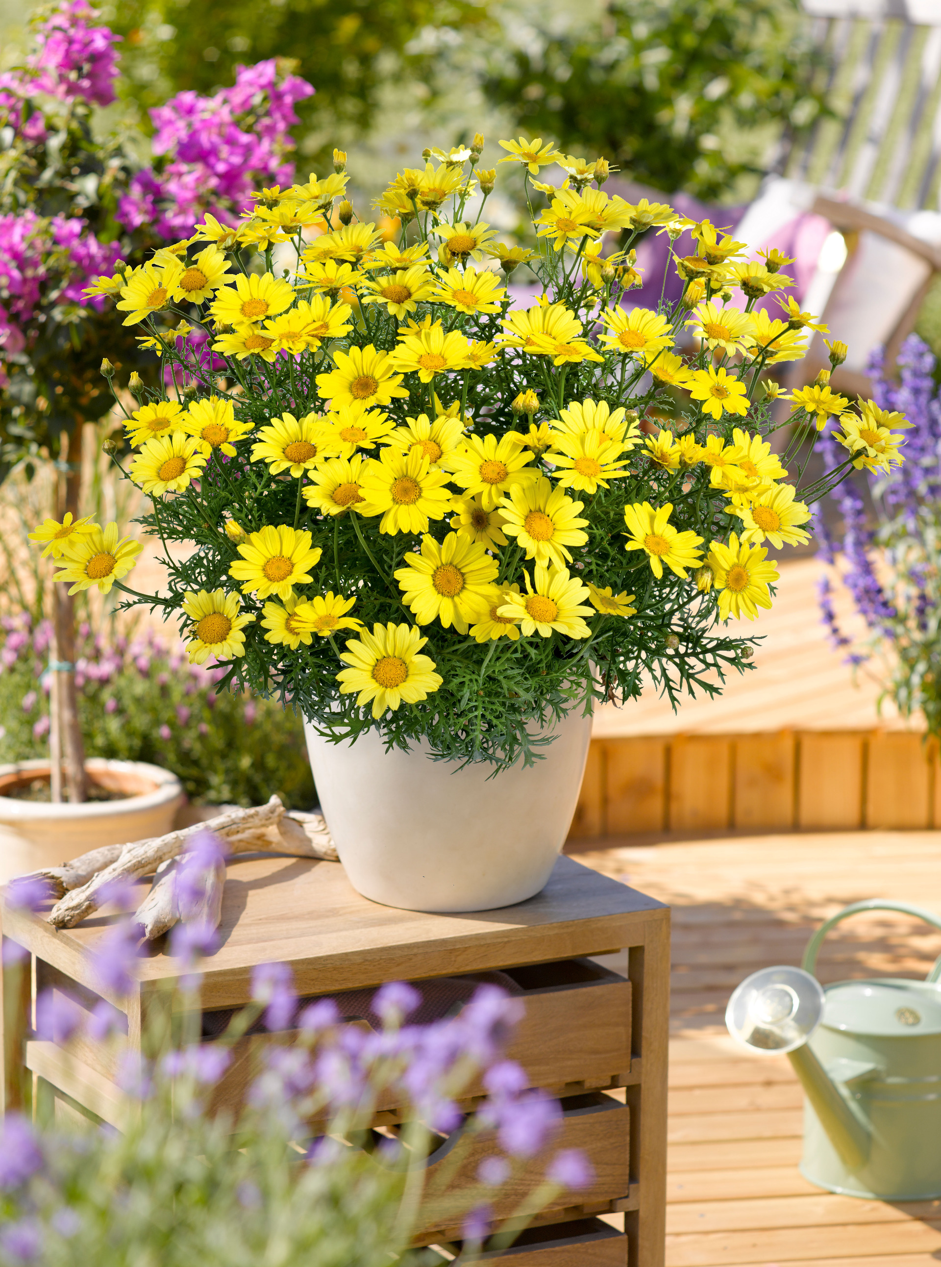 Argyranthemum Gartenbau Bongartz